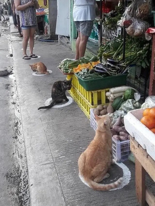 kucing di Filipina jalani physical distancing