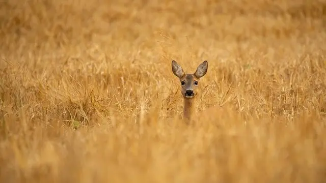 hunting/berburu