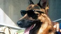 Kisah Anjing Terkaya di Dunia yang Memiliki Kekayaan Capai Rp 5 Triliun