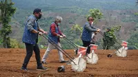 Produktivitas tinggi jagung di Kecamatan Limbangan, Garut, Jawa Barat berpotensi menjadi komoditas unggulan prioritas ekspor sektor pertanian. (Liputan6.com/Jayadi Supriadin)