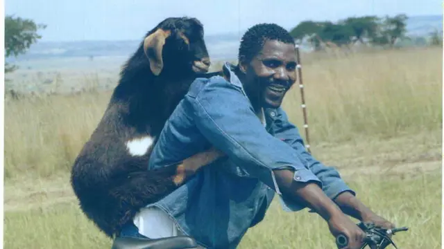 6 Potret Angkut Kambing Pakai Sepeda Ini Butuh Perjuangan, Totalitas