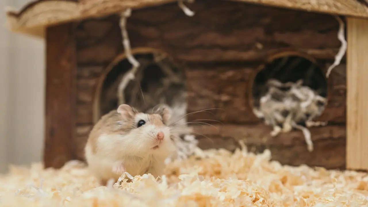 Penyakit Kencing Tikus atau Leptospirosis