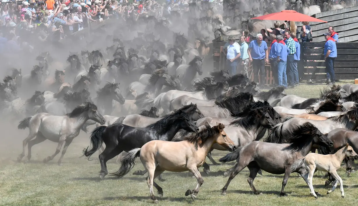 Sekumpulan kuda liar yang akan ditangkap berlarian di Duelmen, Jerman (26/5). Menangkap kuda liar tanpa menggunakan alat bantu sudah menjadi tradisi tahunan warga pedesaan di Jerman. (AP Photo/Martin Meissner)