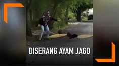 Emak-emak diserang ayam jago di sebuah jalan. Meski terlihat ketakutan, emak-emak ini berhasil menahan serangan ayam jago dengan menggunakan tas miliknya.