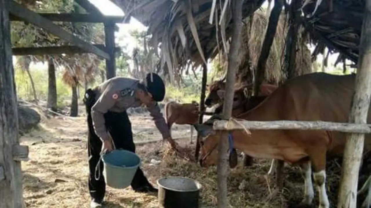 Polisi 