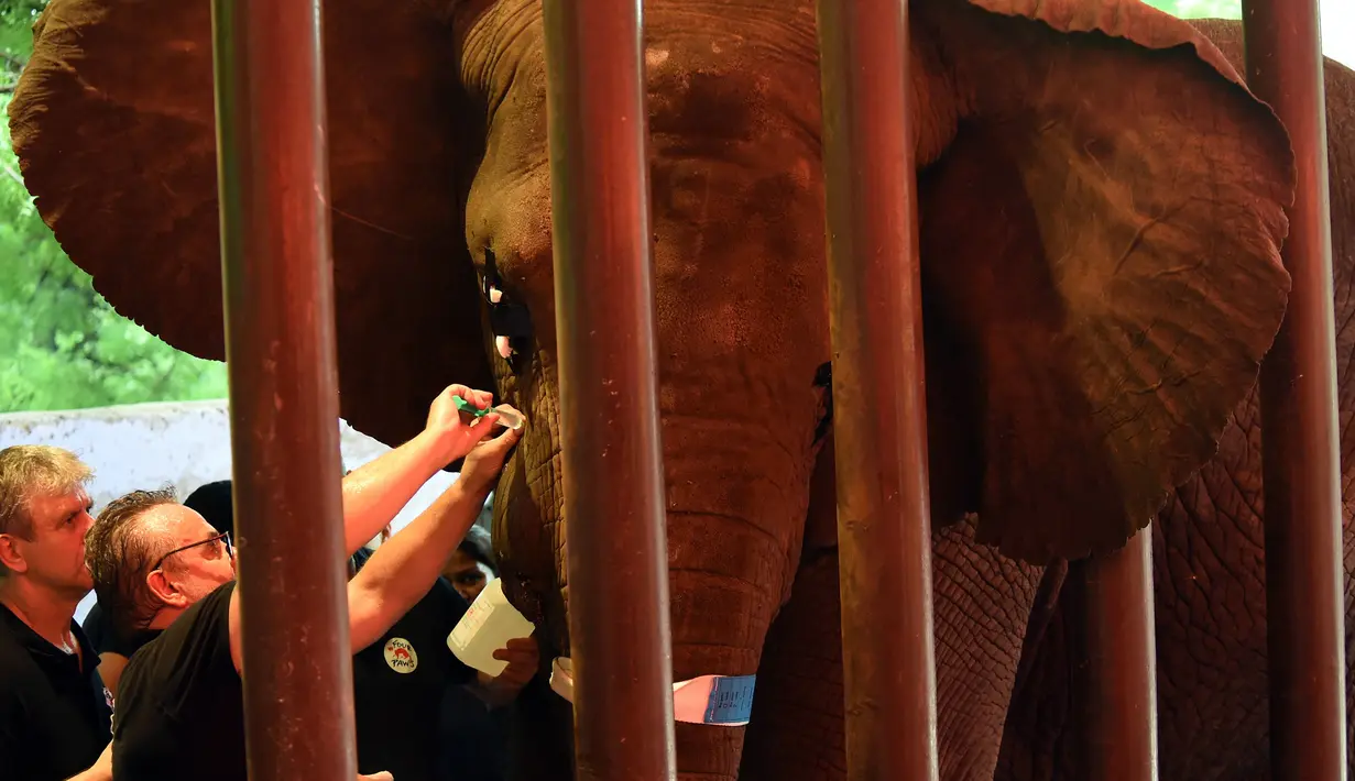Tim dokter hewan dari Four Paws International merawat gading gajah Madhu Bala yang bengkak di Karachi Zoological Garden, Karachi, Pakistan, 17 Agustus 2022. Kebun binatang Pakistan sering mendapat kritik karena mengabaikan kesejahteraan hewan. (Asif HASSAN/AFP)