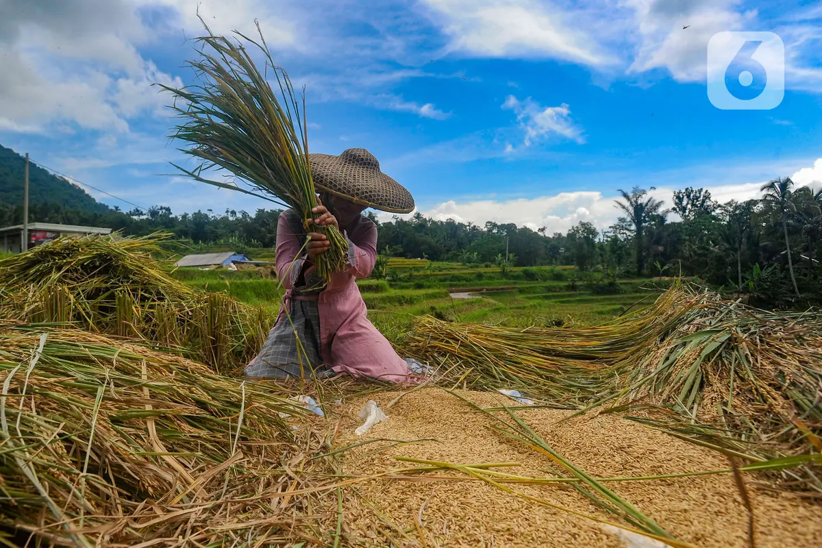 harga beras di tingkat penggilingan
