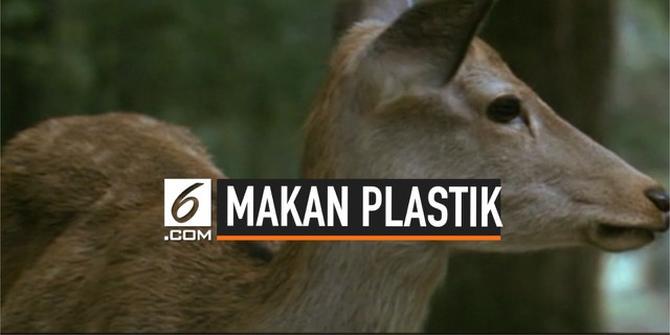 VIDEO: 9 Rusa Mati Karena Makan Plastik di Jepang