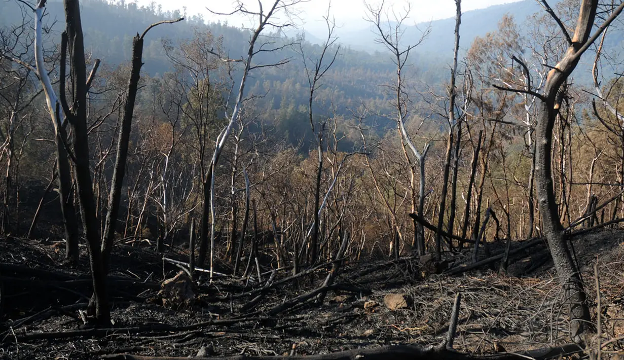 Kondisi salah satu lereng Gunung Ijen setelah mengalami kebakaran beberapa waktu lalu. Foto diambil pada Senin, (20/10/2014). (Liputan6.com/Helmi Fithriansyah)