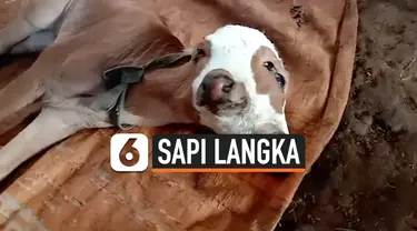 ANAK SAPI LAHIR BERKEPALA DUA DAN BERMATA EMPAT