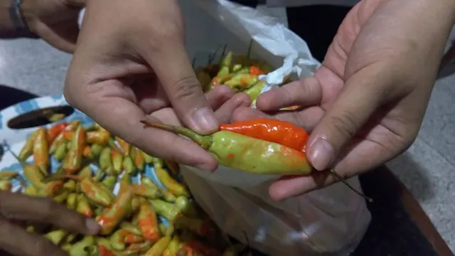 Petugas Loka POM di Banyumas menunjukkan cabai yang diwarnai, Rabu (30/12/2020). (Foto: Liputan6.com/Rudal Afgani Dirgantara)
