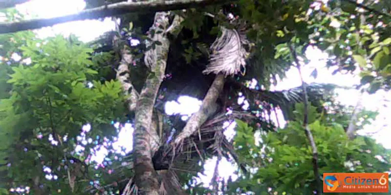 Pohon Kelapa Bercabang Delapan