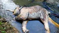 Bangkai gajah di aliran sungai di Aceh Timur (Liputan6.com/otoritas kepolisian)