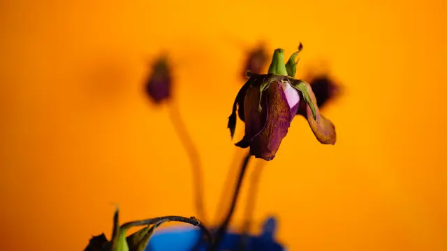 Ilustrasi bunga, bunga layu, kematian