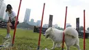 Pelatih sedang melatih anjing peliharaan dalam ajang Purina Pro Plan Boot Camp di Senayan, Jakarta (06/10). Selain bermain, sang pemilik juga diajarkan mengupas tips dan trik melatih hewan peliharaan. (Liputan6.com/Fery Pradolo)