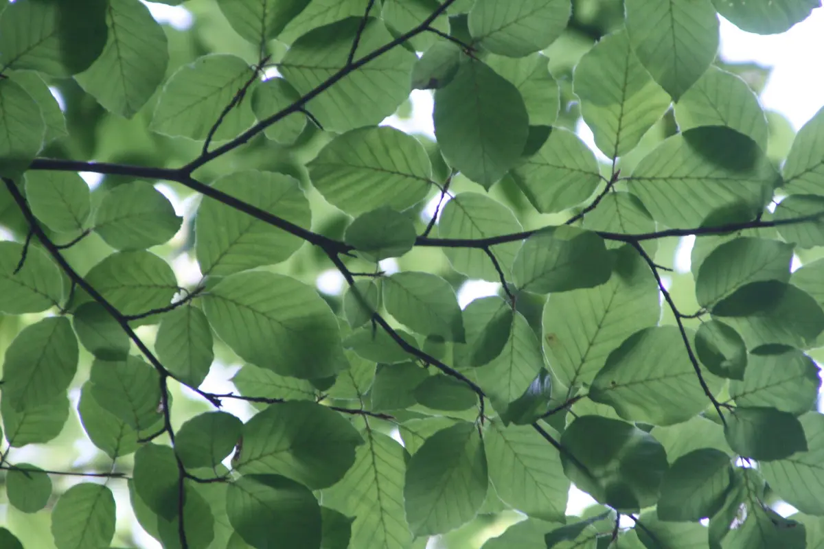 Daun Kelor