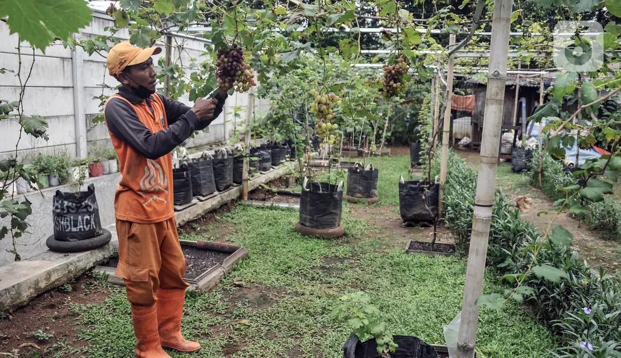 Wagiman (40), petugas Penanganan Prasarana dan Sarana Umum (PPSU) Kelurahan Pondok Kopi memanen anggur dari kebun di kawasan Rawa Jaya, Kecamatan Duren Sawit, Jakarta Timur, Senin (6/6/2022). Hasil panen kebun anggur ini akan dibagikan kepada petugas PPSU dan warga sekitar secara gratis. (merdeka.com/Iqbal S. Nugroho)