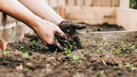 9 Sayuran yang Paling Cepat Panen di Pot atau Polybag, Cocok Ditanam di Halaman Rumah