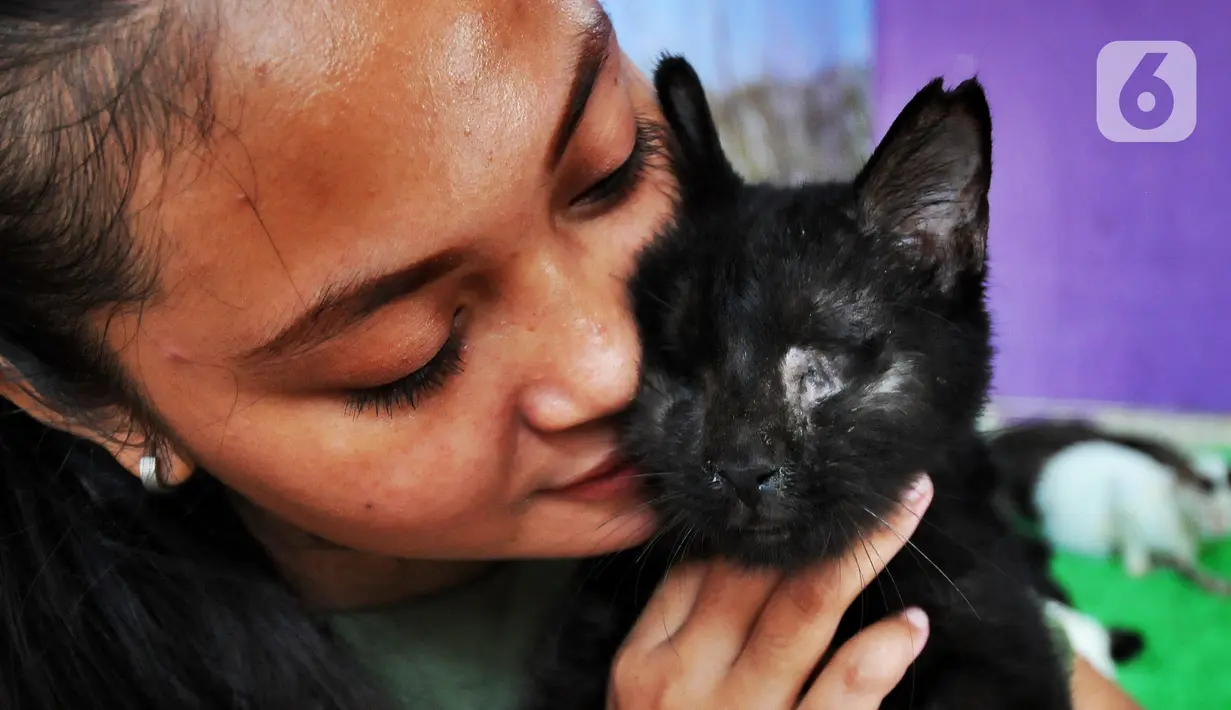 Pegawai bercengkerama dengan kucing yang buta kedua matanya di Rumah Blendy untuk Kucing Disabilitas di kawasan Sawangan, Depok, Jawa Barat, Kamis (15/12/2021). Ada sekitar 800 kucing disabilitas yang ditampung di sejumlah rumah penampungan milik pengelola, Bimbim. (merdeka.com/Arie Basuki)