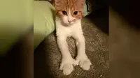 Kucing Peliharaan PM Selandia Baru Mati Tertabrak Mobil
