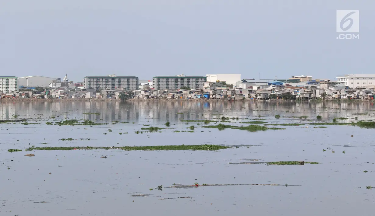 Tanaman eceng gondok tumbuh di sekitar Waduk Pluit, Jakarta, Senin (17/12). Kurangnya perhatian serta perawatan menyebabkan tanaman yang berpotensi menjadi hama tersebut kembali tumbuh dan berkembang di Waduk Pluit. (Liputan6.com/Immanuel Antonius)