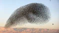 Migrasi burung jalak eropa (Sturnus vulgaris) terbang berkelompok membentuk pola sebelum hinggap untuk beristirahat dan tidur, terlihat di Lembah Jordan, Tepi Barat, sepanjang perbatasan dengan Yordania pada 3 Februari 2019. (MENAHEM KAHANA / AFP)