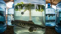 Cara Buat Tempat Bertelur Ikan Gabus di Galon untuk Pemula, Sebuah Panduan Lengkap