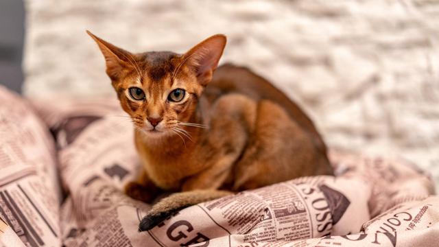 Abyssinian