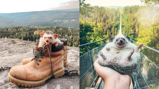 Mr.Pokee (Sumber: Instagram/mr.pokee)