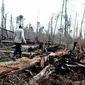 Areal hutan yang terbakar di kawasan hutan penyangga Taman Nasional Bukit Tigapuluh di Batang Gangsal, Indragiri Hulu, Riau.(Antara)