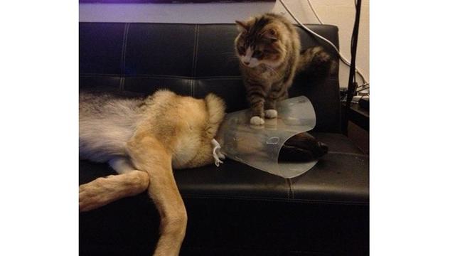 7 Potret Tingkah Laku Kucing Ini Bikin Geleng Kepala