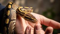 Apakah Ular Bisa Mengenali Pemiliknya? (Sumber: gemini.com)
