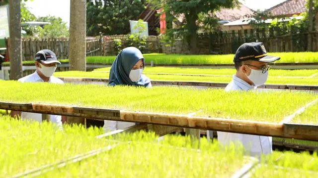 Bupati Anas Dorong Petani Manfaatkan Alsintan Optimalkan Hasil Pertanian
