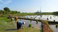 PT PLN (Persero) menggandeng PT Sang Hyang Seri (SHS) untuk mengembangkan sekam padi (dok: PLN)