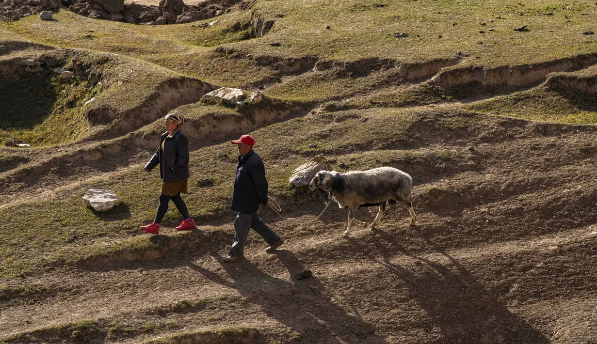 Para penggembala menggiring domba mereka di padang rumput pegunungan di Wilayah Yecheng, Daerah Otonom Uighur Xinjiang, China barat laut, pada 8 Oktober 2020. (Xinhua/Hu Huhu)