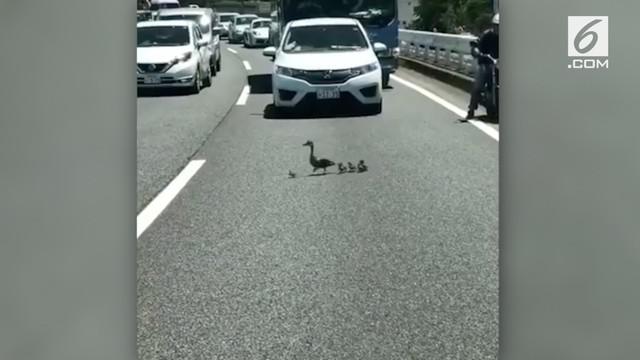 Berita Bebek Hari Ini Kabar Terbaru Terkini Liputan6 Com