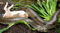 Detik-detik Anaconda Raksasa Serang Anjing Peliharaan