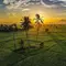 Mentari Pagi Menyinari Hamparan Sawah di Samahani Aceh Besar