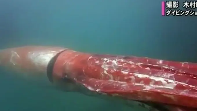 Tertangkap Kamera, Cumi-cumi Ini Gegerkan Jepang