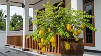 14 Pohon Buah Tahan Kekeringan yang Bertahan di Cuaca Panas, Cocok untuk Iklim Tropis