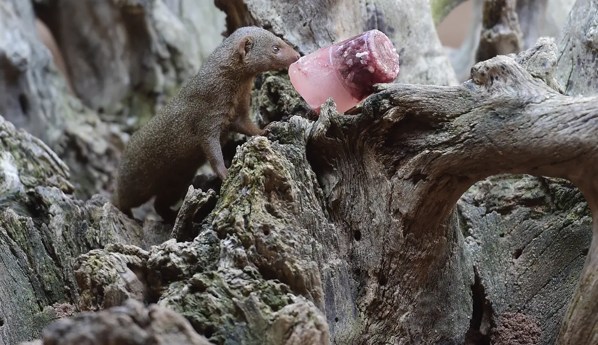 Seekor luwak mendekati daging yang telah dibekukan di kebun binatang Bioparc di Valencia, Italia (23/7). Pemberian makanan beku ini dikarenakan suhu panas yang melanda Italia. (AFP PHOTO / Jose Jordan)