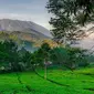 Perkebunan teh di kawasan Puncak.