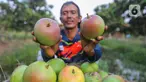 Anggota kelompok tani Wong Tanggul Ceblok (WTC) menunjukkan hasil panen buah mangga Agrimania di Eduwisata Agrimania Bumi Patra, Indramayu, Jawa Barat, Rabu (9/10/2024). (Liputan6.com/Angga Yuniar)