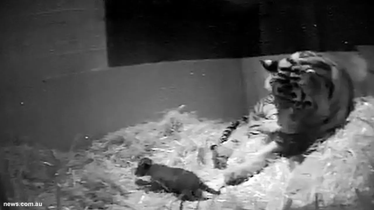 harimau-sumatera-131017b.jpg