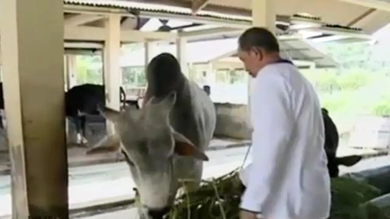 20150811-Sapi Unggulan-Jakarta