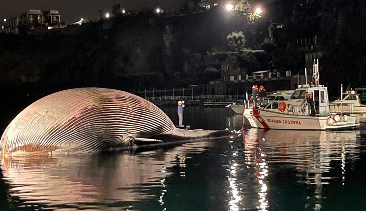 Bangkai paus berukuran besar (kiri) di pelabuhan Sorrento saat ditarik oleh penjaga pantai Italia menuju pelabuhan Napoli pada Rabu (20/1/2021). Mamalia yang mati itu terlihat di laut pada Minggu, 17 Januari 2021 dekat tujuan wisata populer Sorrento oleh penjaga pantai. (HO/GUARDIA COSTIERA/AFP)