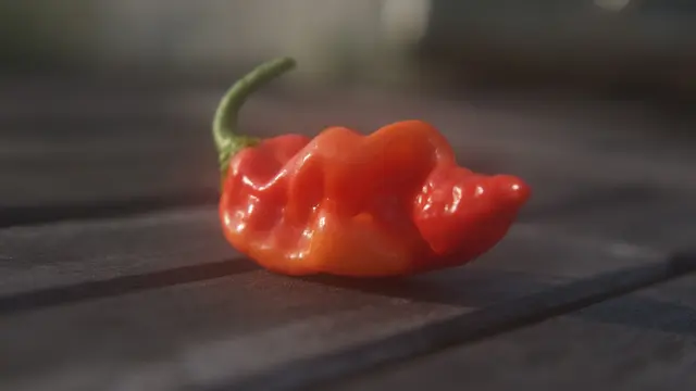Datil Pepper