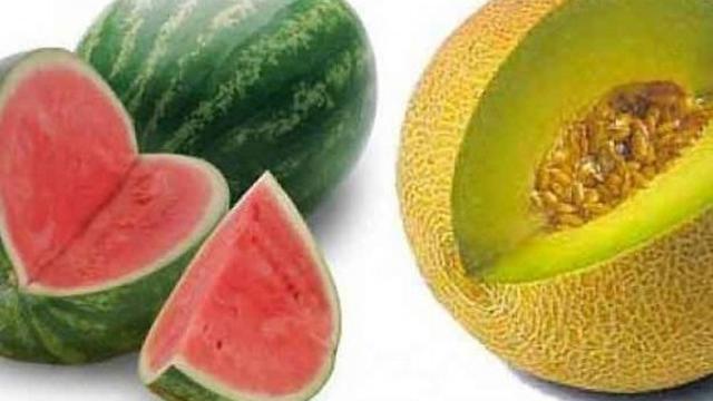 Melon dan semangka
