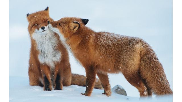 Potret 6 Hewan Saling Berduaan Ini Mesra Banget, Bak Prewedding