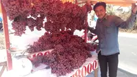 penjual anggur musiman asal Cirebon di Garut (Liputan6.com/Jayadi Supriadin)